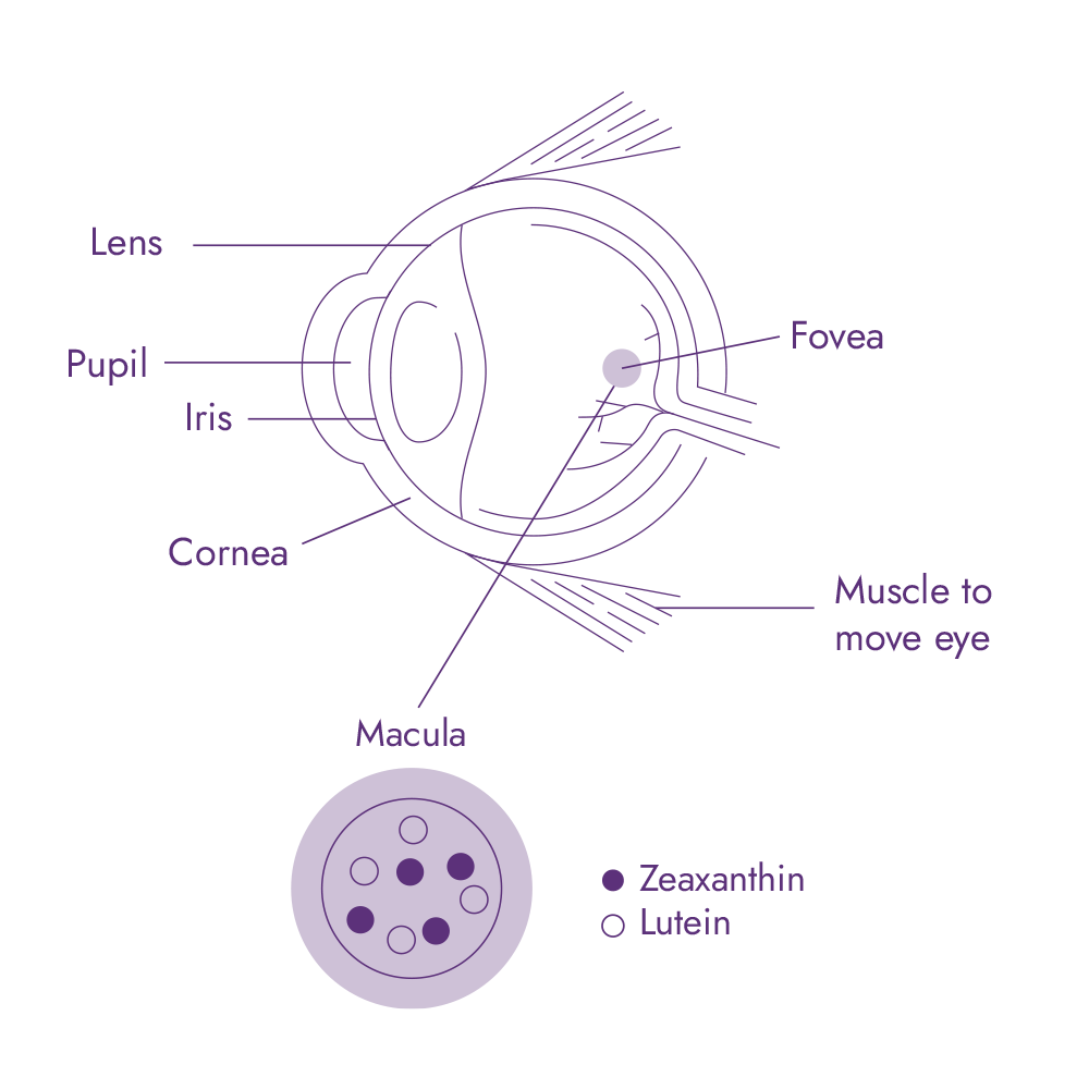 Eye supplement malaysia lutein zeaxanthin vision supplement